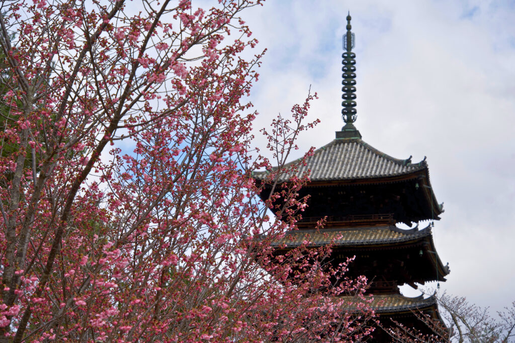 仁和寺 御室花まつり