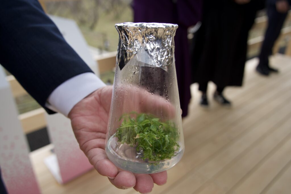 組織培養による増殖技術