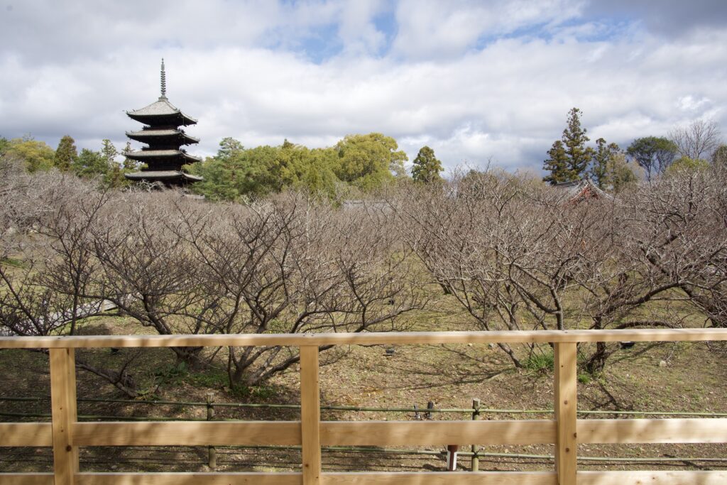 仁和寺「御室桜」観賞用デッキからの眺め