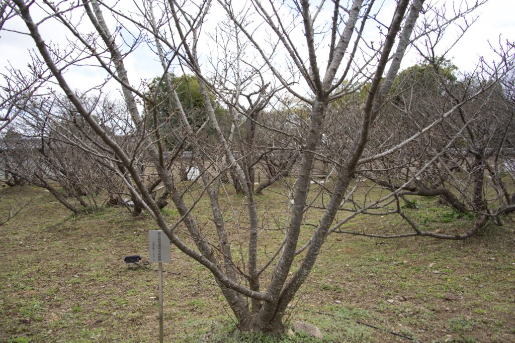 仁和寺 御室桜 クローン桜