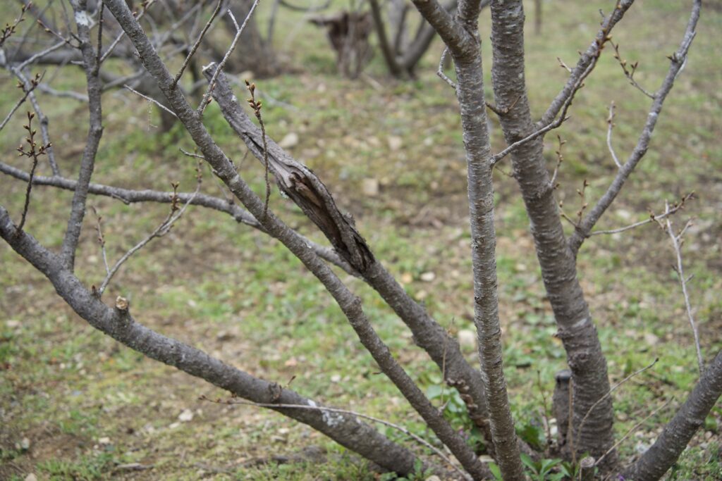 仁和寺「御室桜」先輩桜