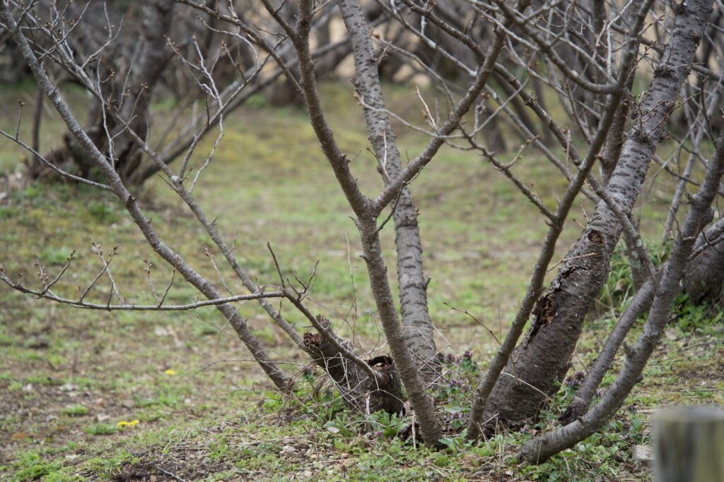 仁和寺「御室桜」先輩桜