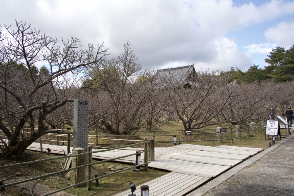 仁和寺「御室桜」