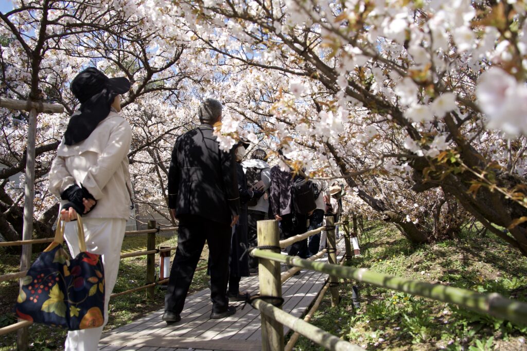 仁和寺「御室桜」背丈の低い桜