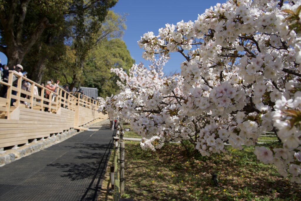 仁和寺御室桜観賞用デッキ