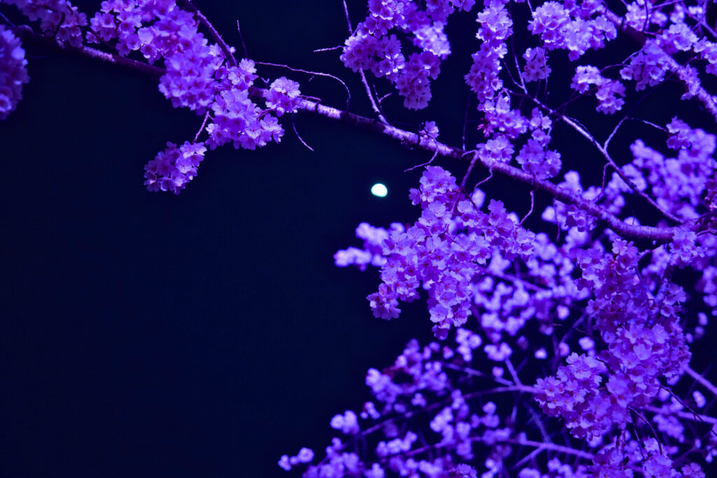 醍醐寺_夜桜