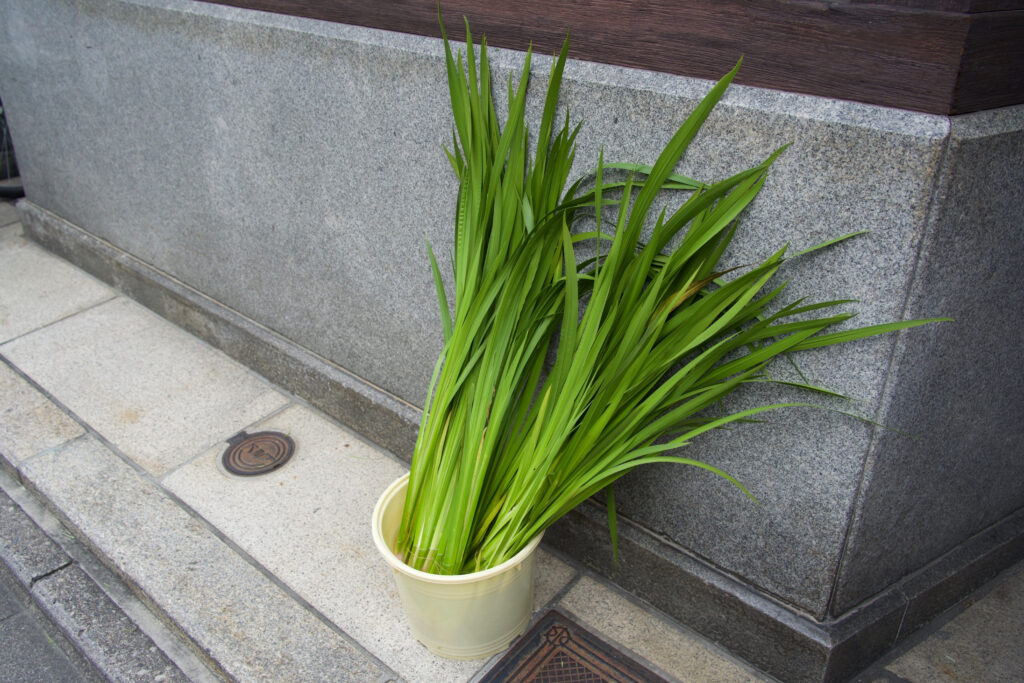 大西常商店 軒先の菖蒲