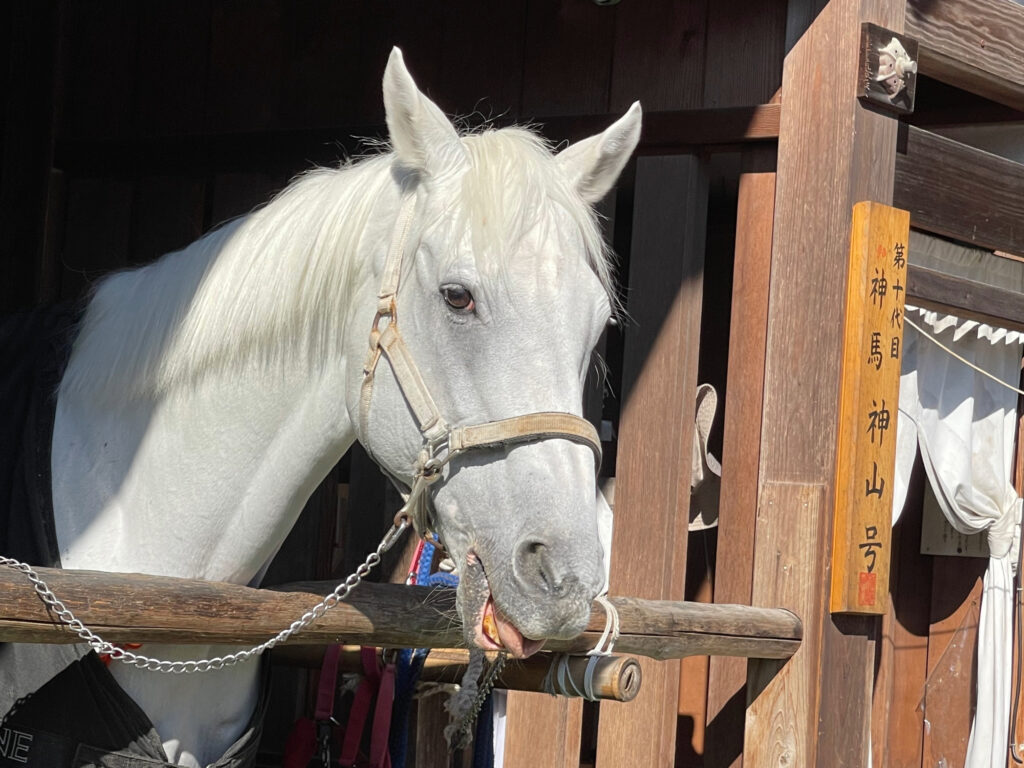 上賀茂神社｜神馬
