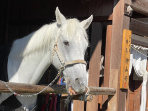 上賀茂神社｜神馬