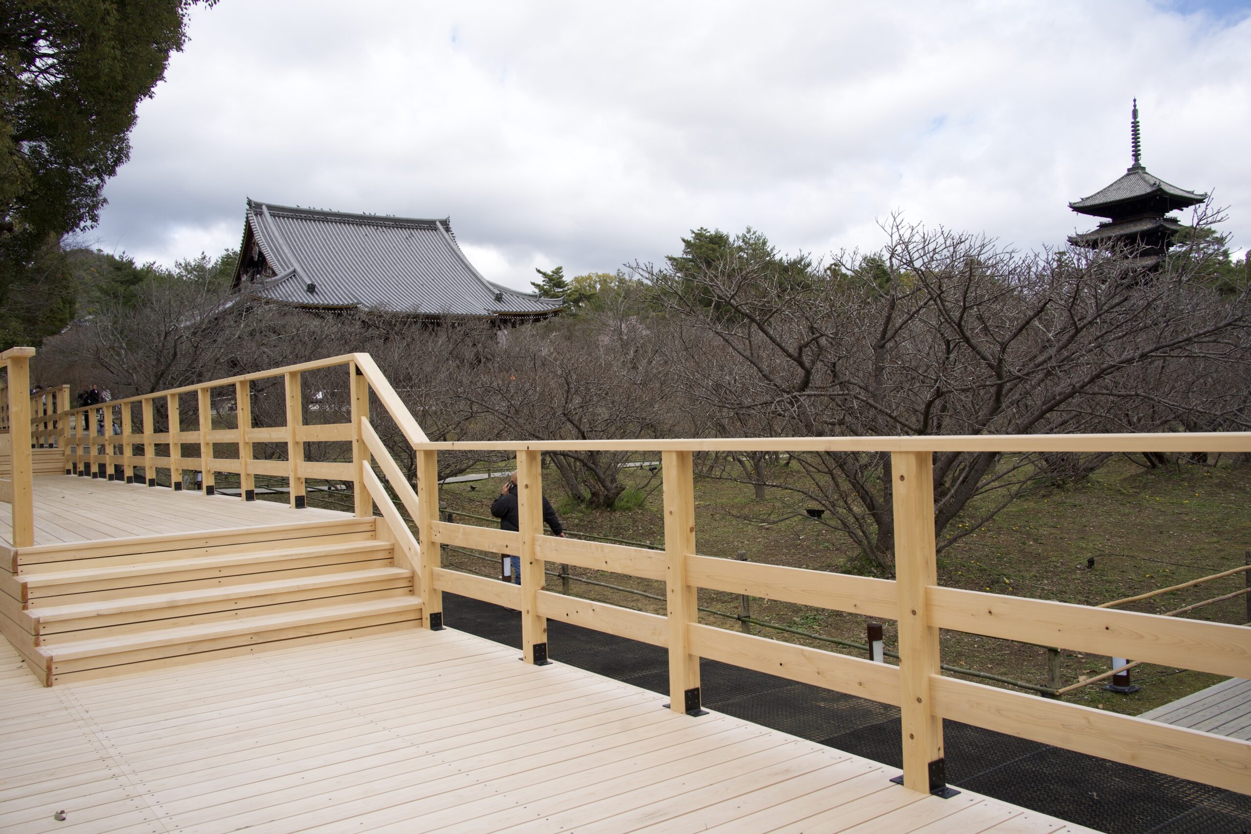 仁和寺「御室桜」観賞用デッキ