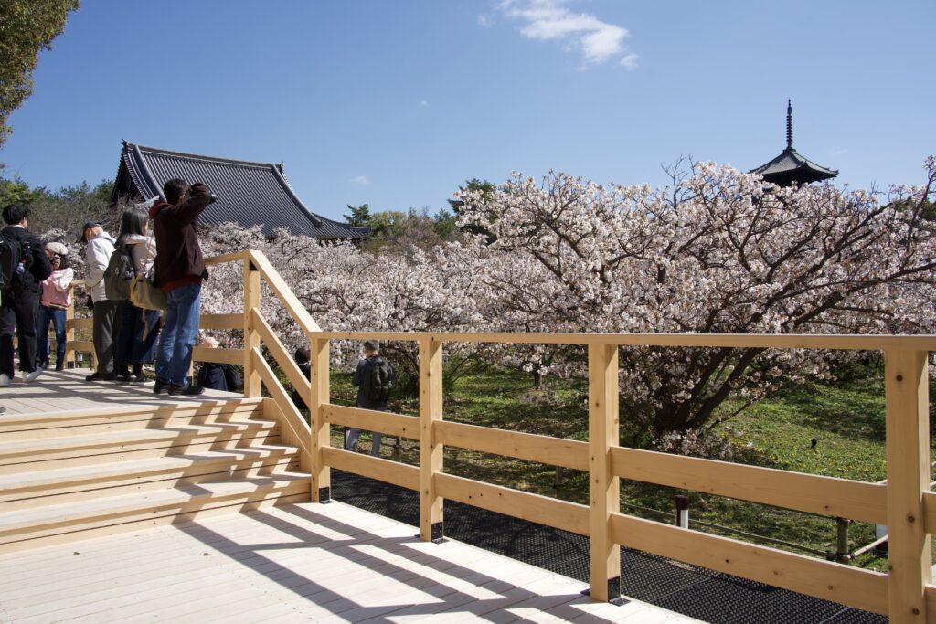 仁和寺「御室桜」観賞用デッキ