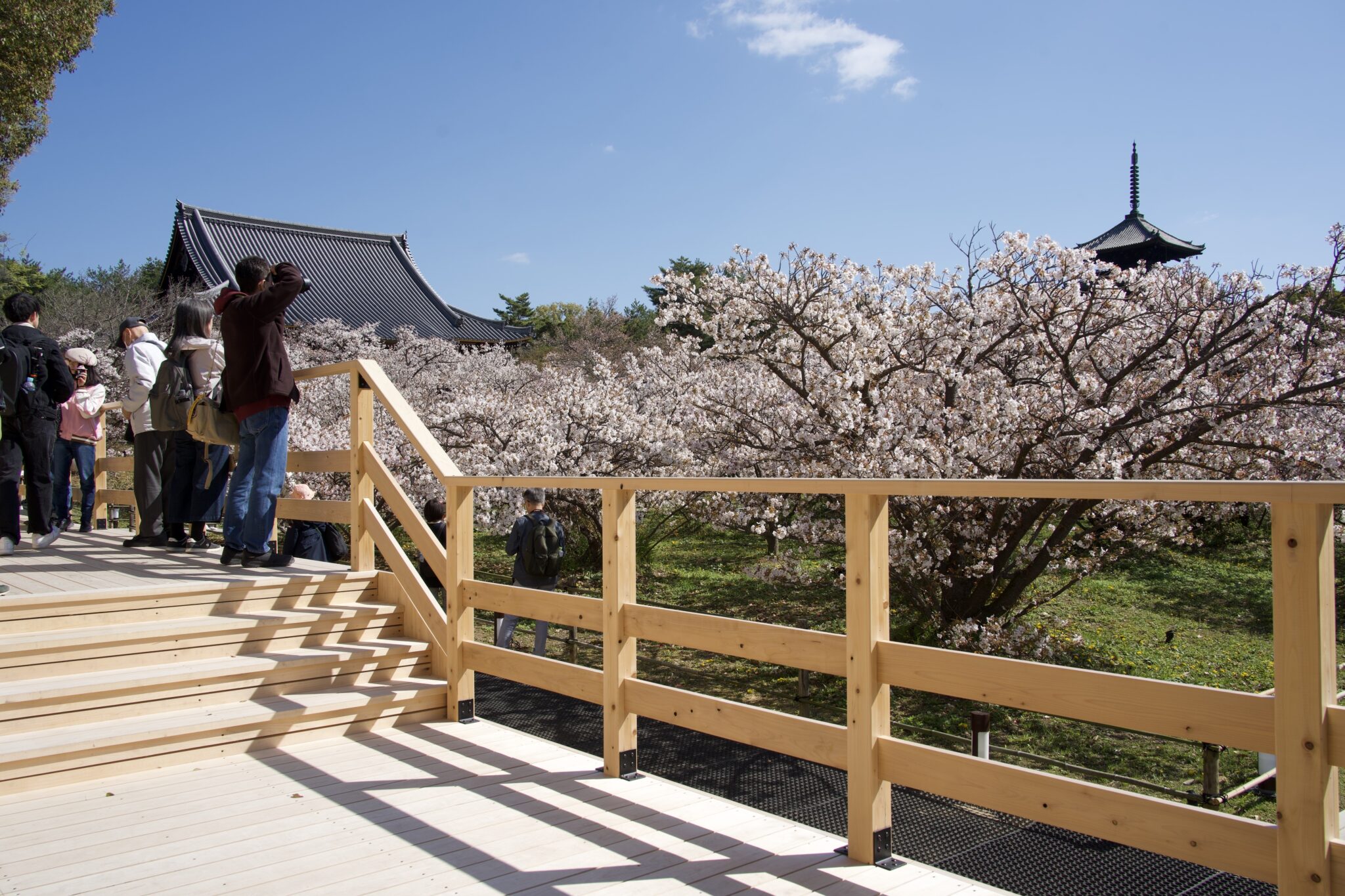 仁和寺「御室桜」に新デッキ誕生 クローン技術で次世代へ継承