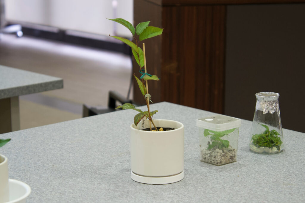 京都府立植物園 伝承樹の苑 かぎろひ