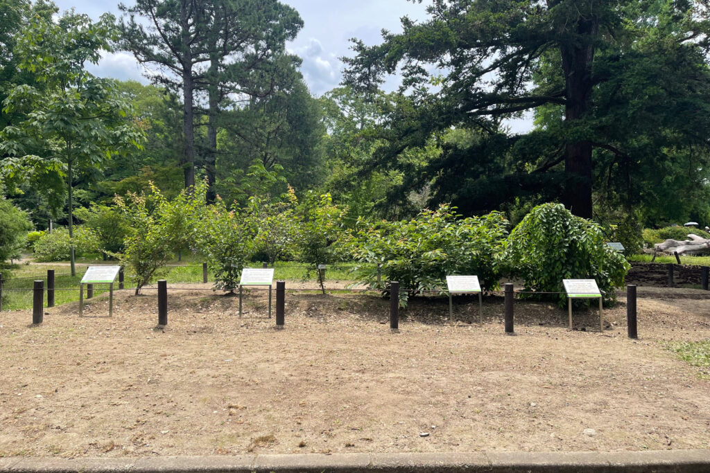 京都府立植物園 伝承樹の苑