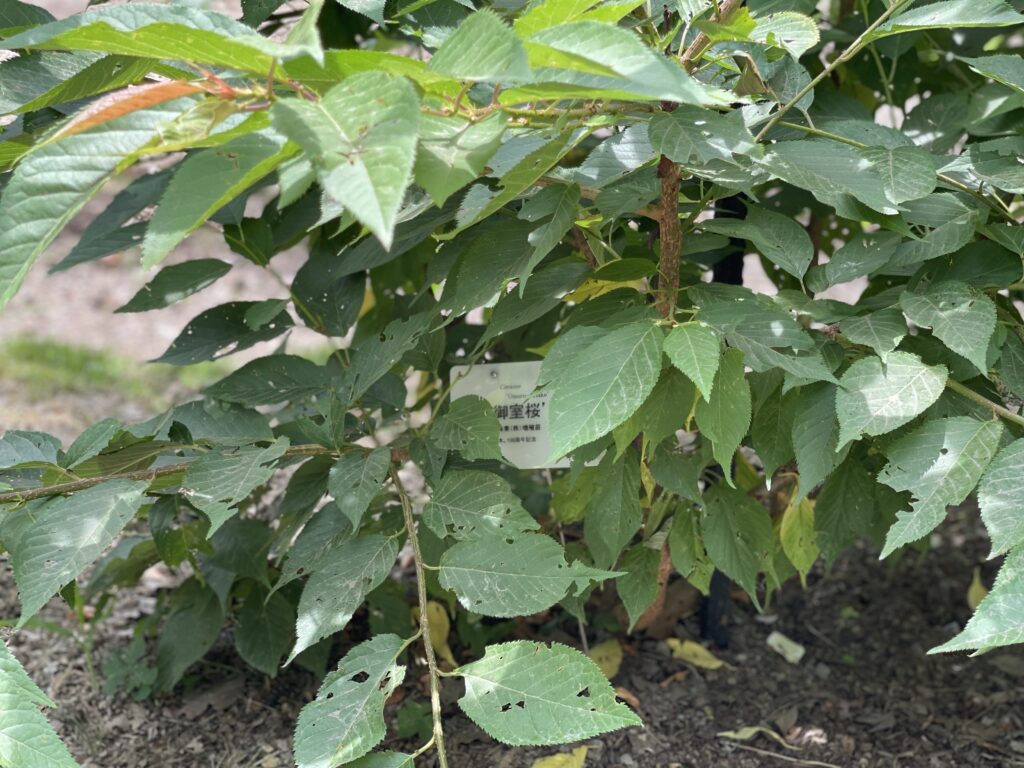 京都府立植物園 伝承樹の苑 御室桜