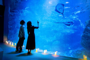 夜間演出で青く照らされた京都水族館の「京の海」大水槽