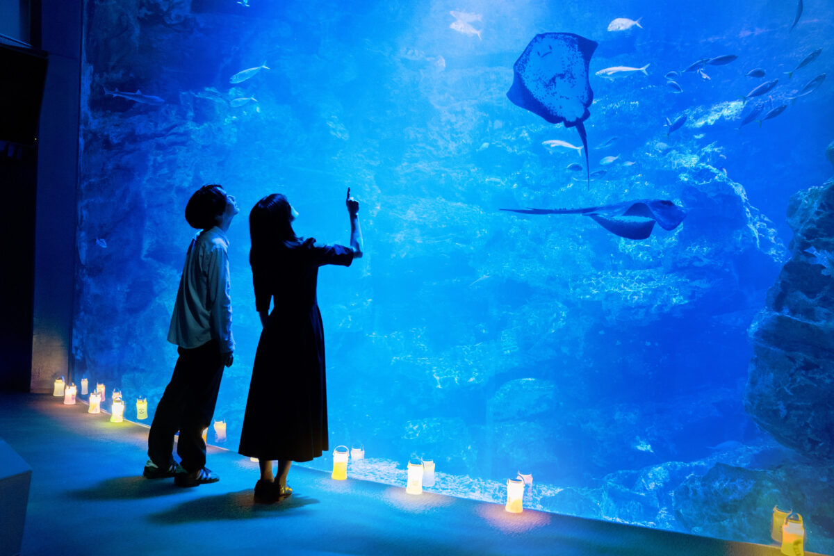 夜間演出で青く照らされた京都水族館の「京の海」大水槽