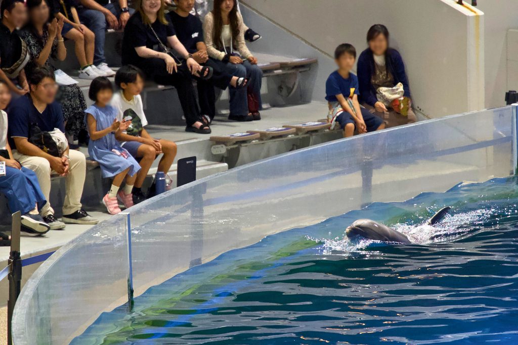 京都水族館の夜のプログラム「イルカのがっこう」