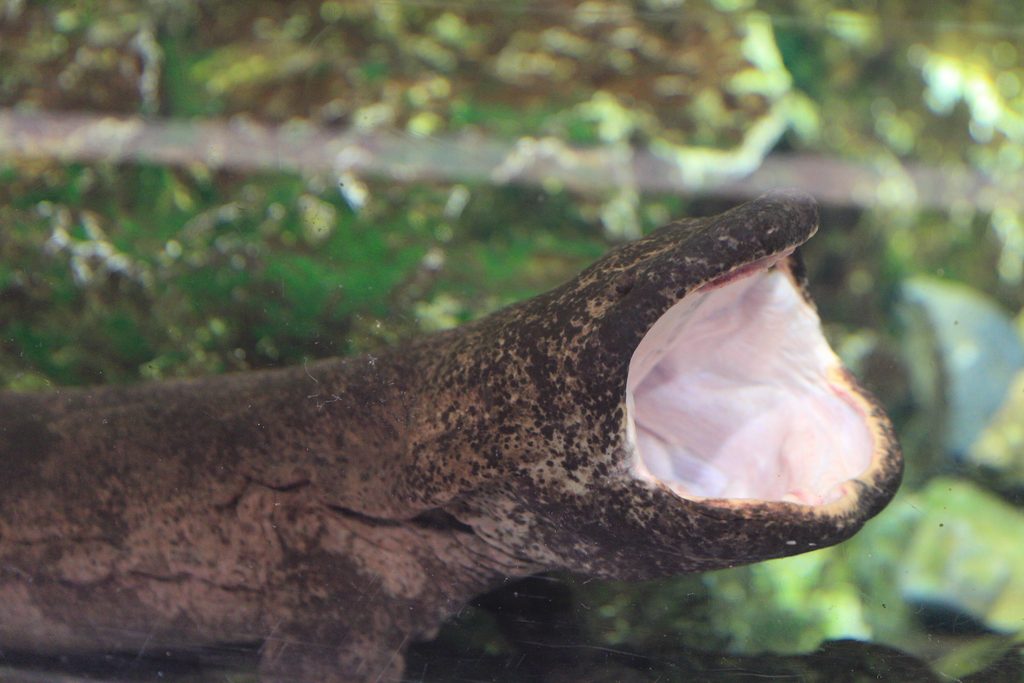 京都水族館のオオサンショウウオ