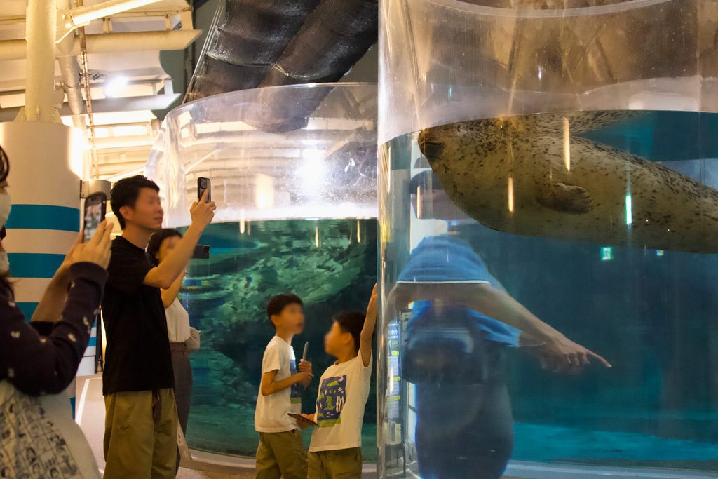 京都水族館のチューブ水槽で垂直になって休むアザラシ