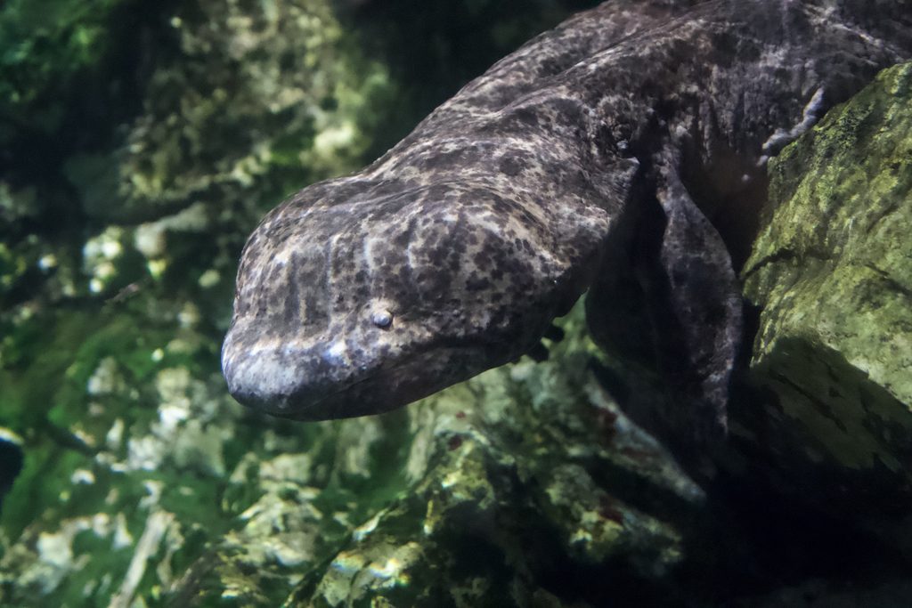 水槽の岩陰から顔をのぞかせるオオサンショウウオ