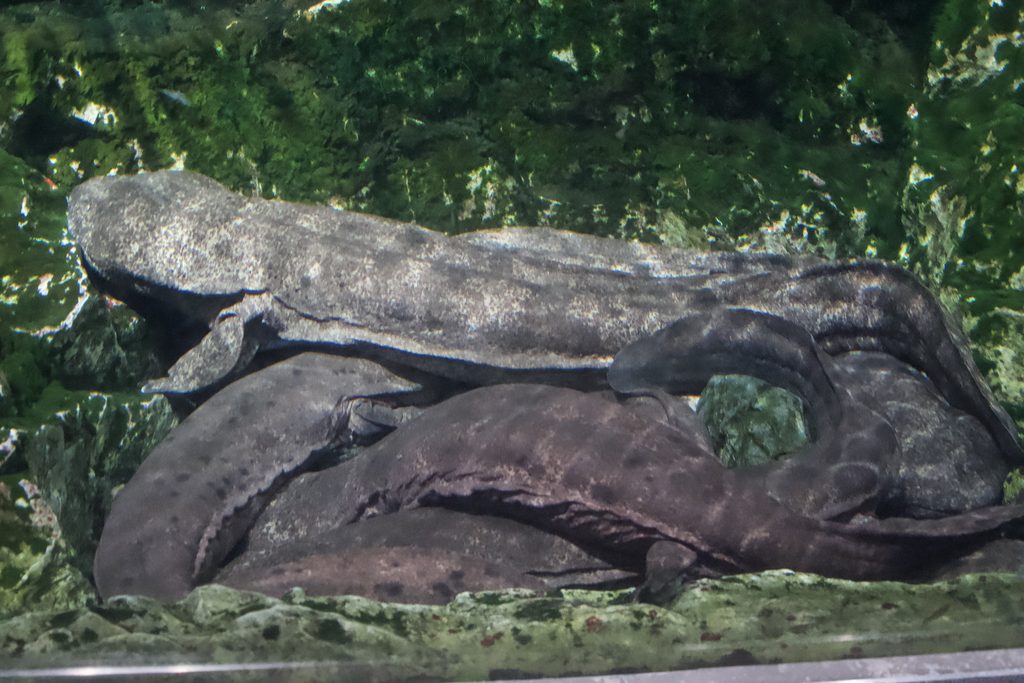 水槽の底で重なり合うオオサンショウウオ