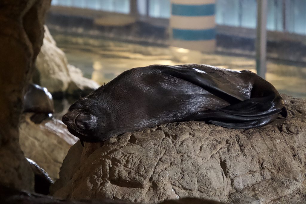 岩場に体を丸めて眠るミナミアメリカオットセイ