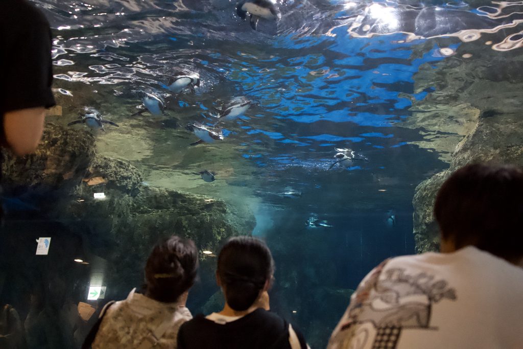 京都水族館で夜も水中を泳ぐケープペンギンを見上げる来館者