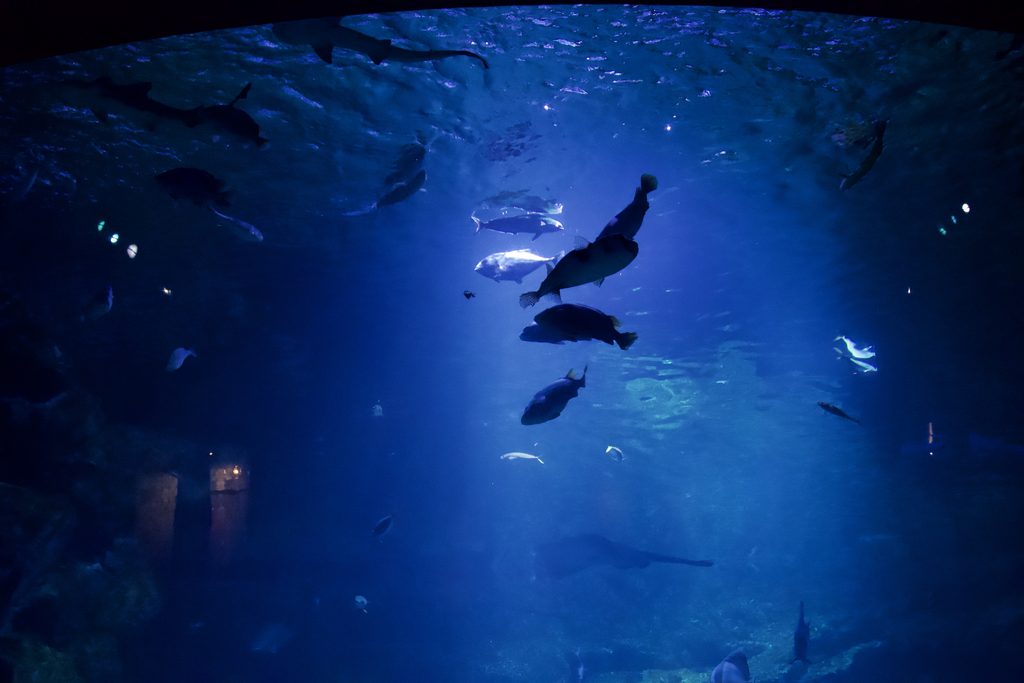 月明かりのような一筋の光が差し込む京都水族館「京の海」大水槽