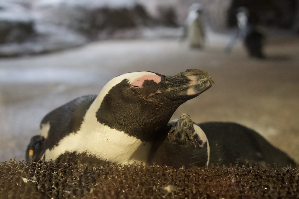 展示場の隅で休むケープペンギン
