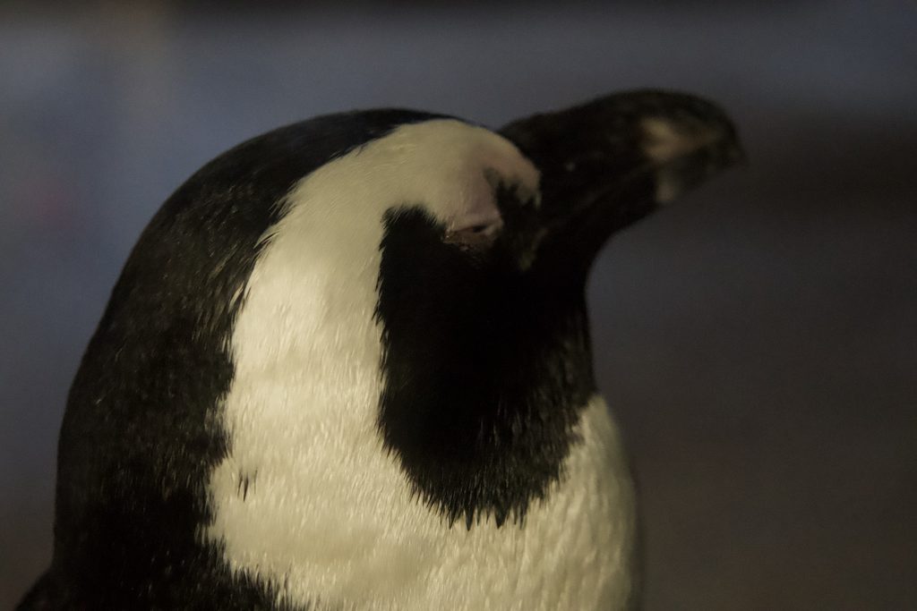 目を閉じてうとうとする京都水族館のケープペンギン