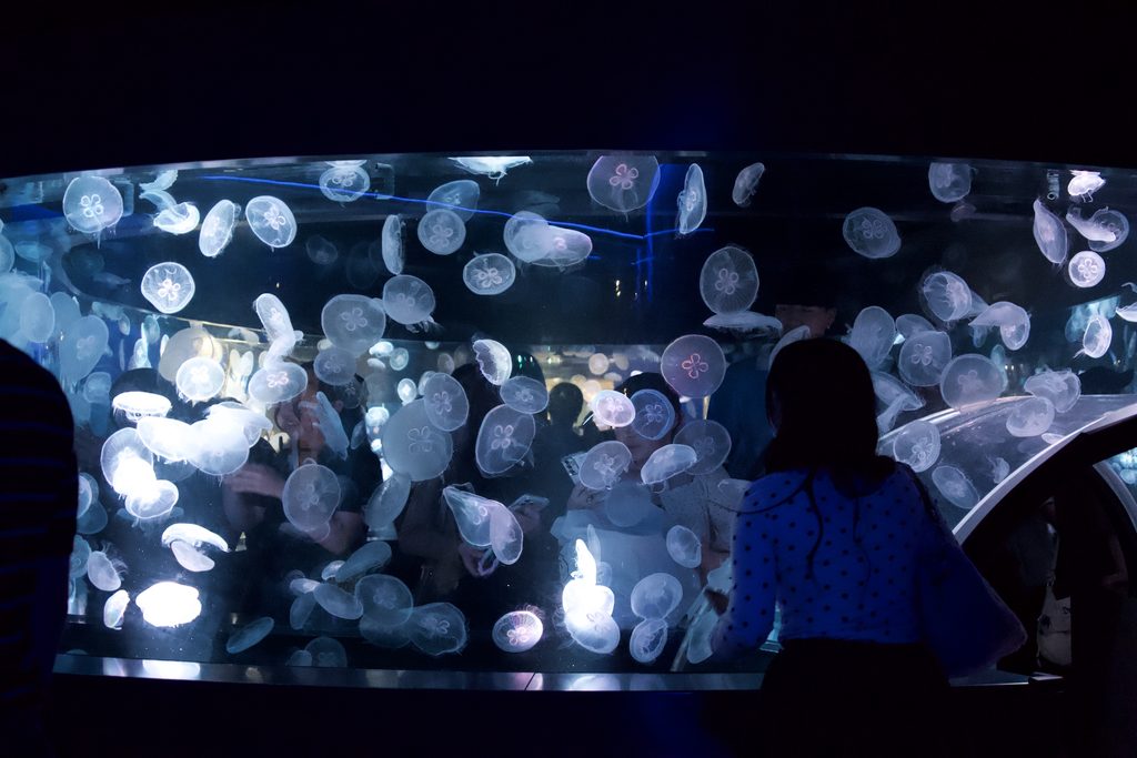 京都水族館「クラゲワンダー」の水槽を眺める来館者
