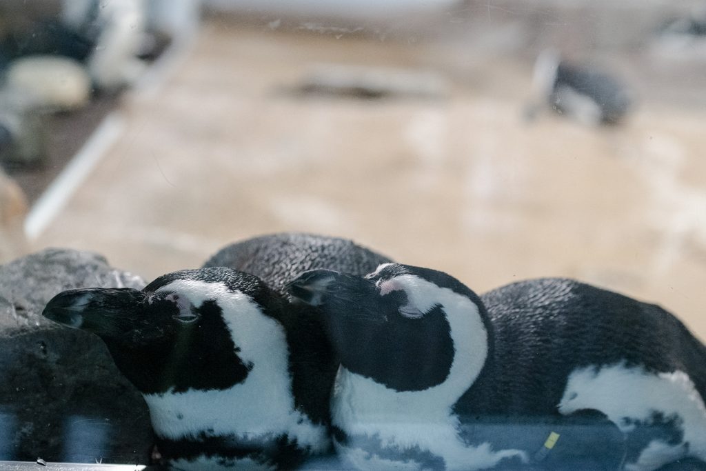寄り添って眠るペンギン