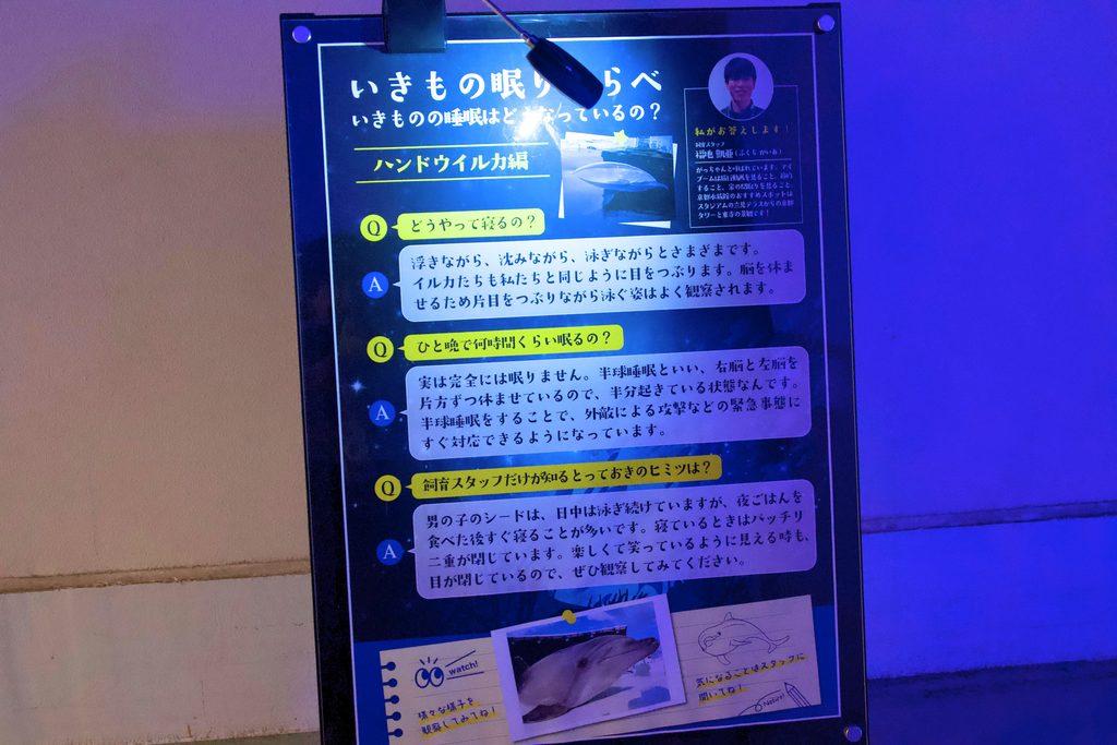 イルカの半球睡眠を紹介する夜限定の解説パネル