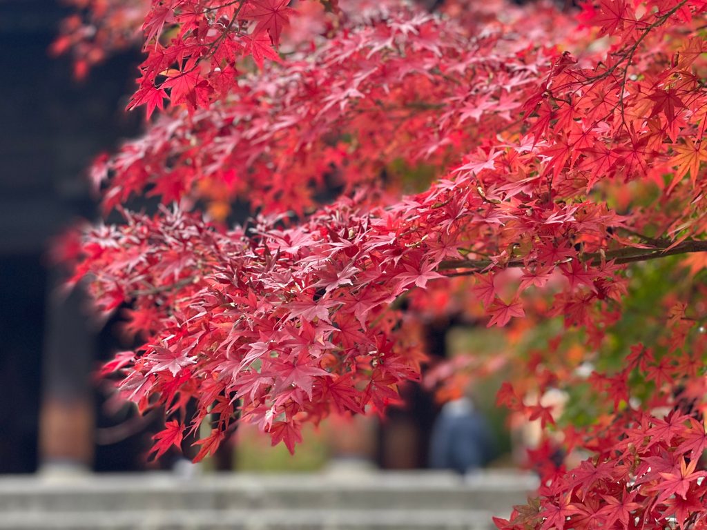 南禅寺の境内を彩る、赤く色づいたもみじ