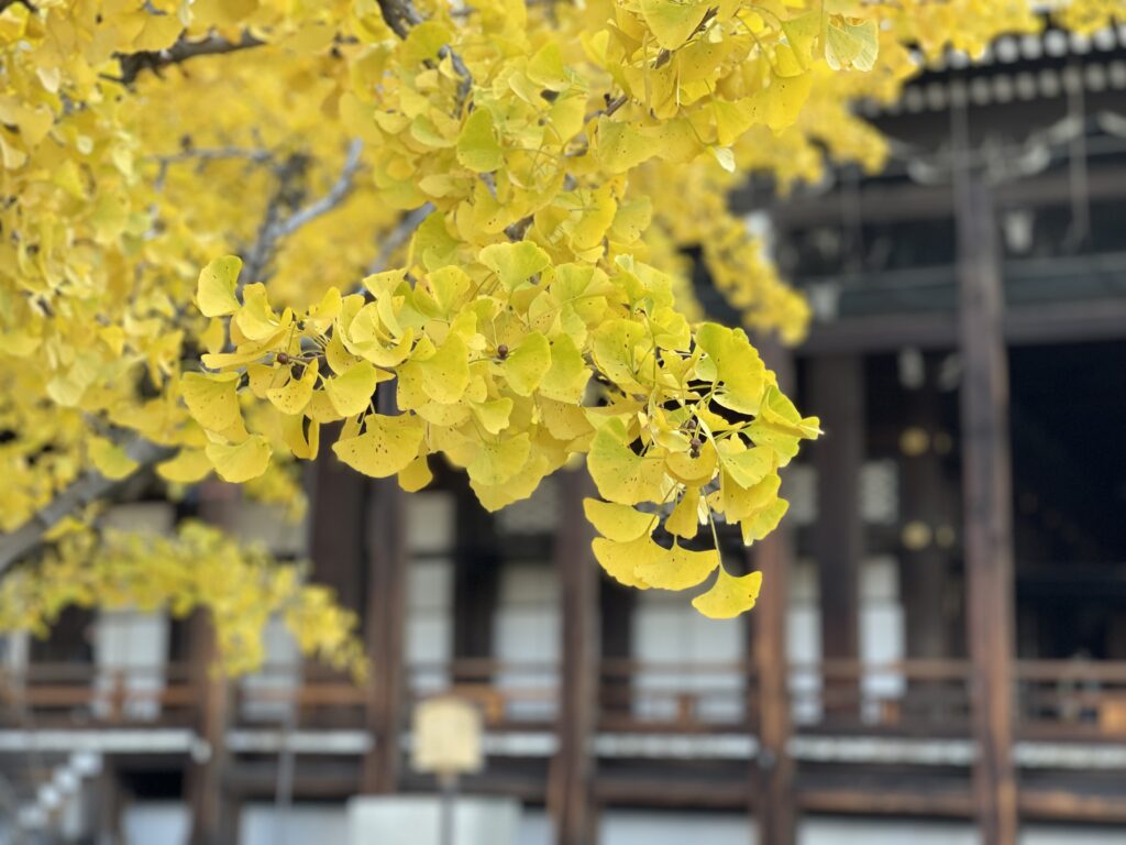 西本願寺の堂宇を背景に黄葉した逆さ銀杏の葉